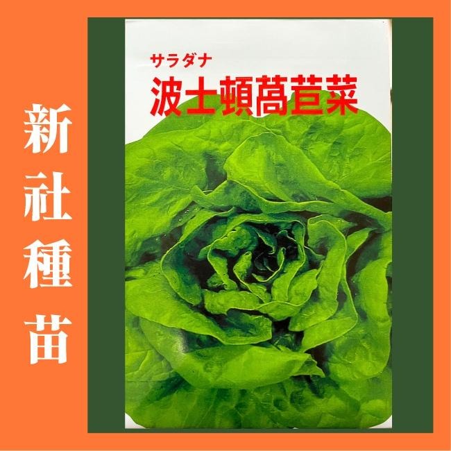 A菜萵苣種子｜萵苣種子｜生菜種子｜OA｜30~60天可採收｜OA｜超簡單入門｜｜鹿角萵苣｜青葉萵苣｜蔬菜種子 ｜發芽良好-細節圖4