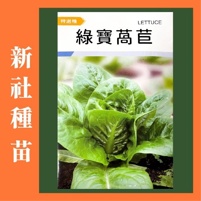 A菜萵苣種子｜萵苣種子｜生菜種子｜OA｜30~60天可採收｜OA｜超簡單入門｜｜鹿角萵苣｜青葉萵苣｜蔬菜種子 ｜發芽良好-細節圖5