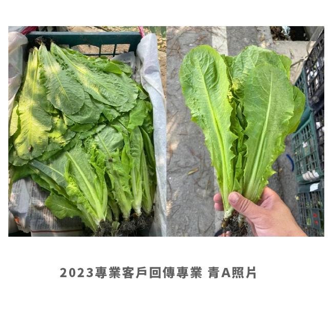 A菜萵苣種子｜萵苣種子｜生菜種子｜OA｜30~60天可採收｜OA｜超簡單入門｜｜鹿角萵苣｜青葉萵苣｜蔬菜種子 ｜發芽良好-細節圖6