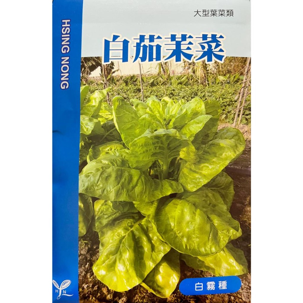 白茄茉菜種子｜開心農場｜日常好菜｜居家種植｜蔬菜專業戶｜蔬菜種子｜園藝-細節圖2