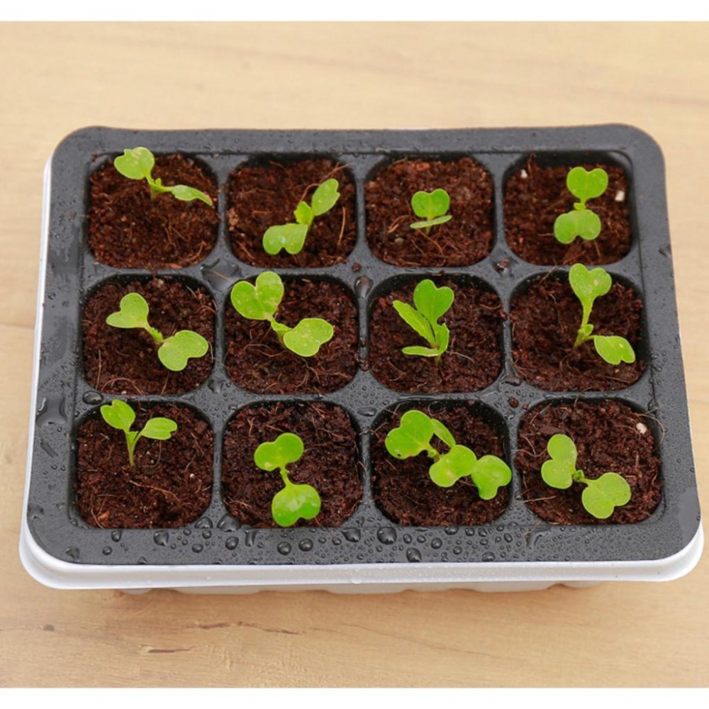 12穴附蓋育苗盆｜苗盤｜有蓋子好保濕｜水不外流｜簡單管理｜園藝資材｜蔬菜栽培｜｜花盆｜多肉｜育苗盒｜ 育苗盤-細節圖3