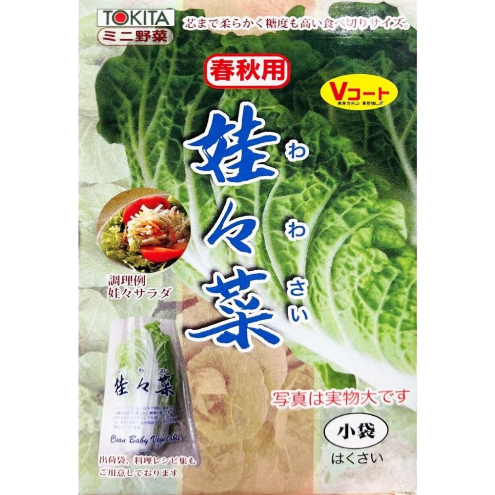 娃娃菜種子｜東京娃娃菜種子｜50~60日可採｜秋冬種植｜專業戶｜蔬菜種子｜園藝 ｜超高發芽率｜小規模種植｜開心農場｜-細節圖2