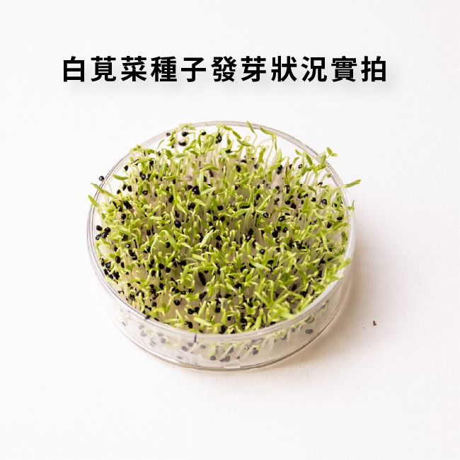 尖葉莧菜種子｜莧菜種子｜超嫩｜開心農場｜新手入門款｜居家種植｜都市農耕｜蔬菜專業戶｜蔬菜種子｜園藝 ｜蔬菜種子-細節圖4