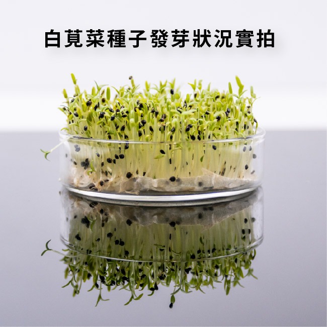 尖葉莧菜種子｜莧菜種子｜超嫩｜開心農場｜新手入門款｜居家種植｜都市農耕｜蔬菜專業戶｜蔬菜種子｜園藝 ｜蔬菜種子-細節圖5