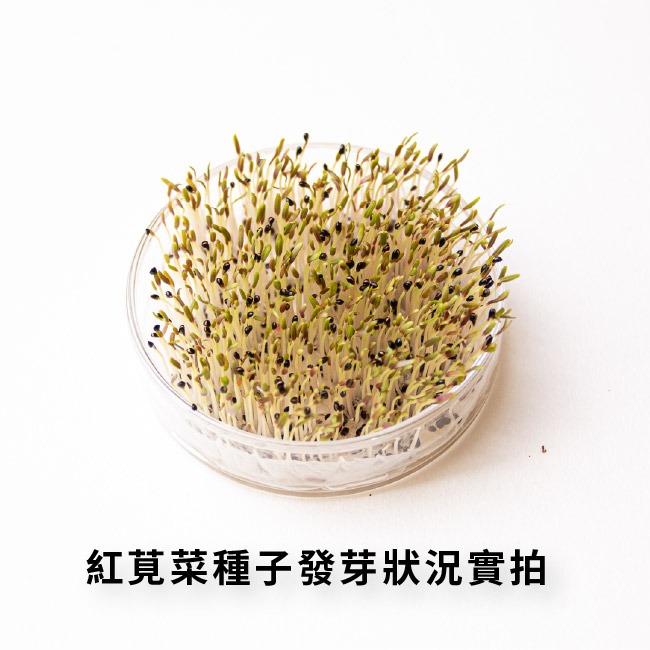 尖葉莧菜種子｜莧菜種子｜超嫩｜開心農場｜新手入門款｜居家種植｜都市農耕｜蔬菜專業戶｜蔬菜種子｜園藝 ｜蔬菜種子-細節圖6