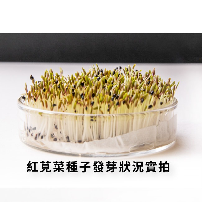 尖葉莧菜種子｜莧菜種子｜超嫩｜開心農場｜新手入門款｜居家種植｜都市農耕｜蔬菜專業戶｜蔬菜種子｜園藝 ｜蔬菜種子-細節圖7