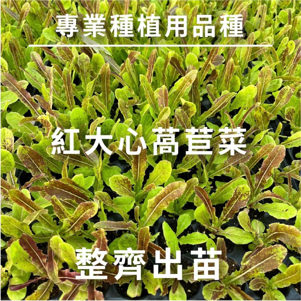 紅大心萵苣種子｜大心萵苣種子｜萵筍種子｜醃漬菜心的品種｜春夏種植｜蔬菜專業戶｜蔬菜種子｜園藝 ｜超高發芽率｜開心農場｜-細節圖2