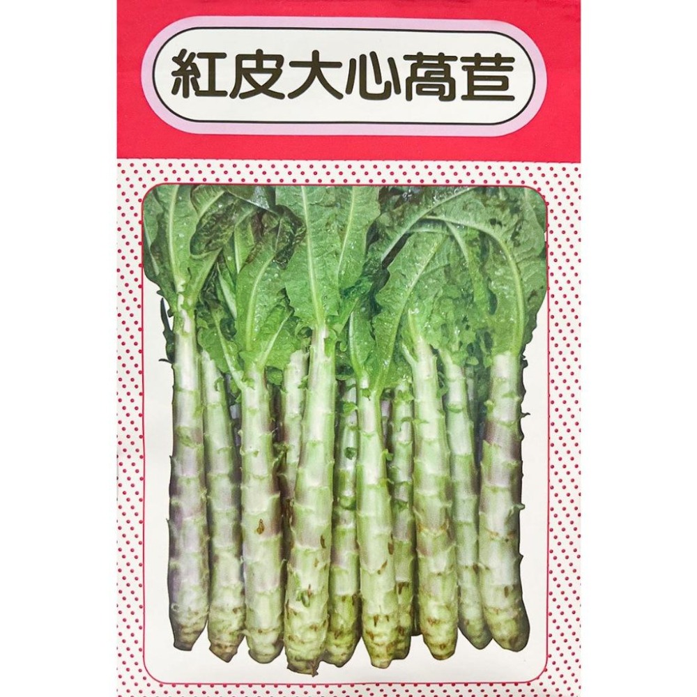紅大心萵苣種子｜大心萵苣種子｜萵筍種子｜醃漬菜心的品種｜春夏種植｜蔬菜專業戶｜蔬菜種子｜園藝 ｜超高發芽率｜開心農場｜-細節圖3