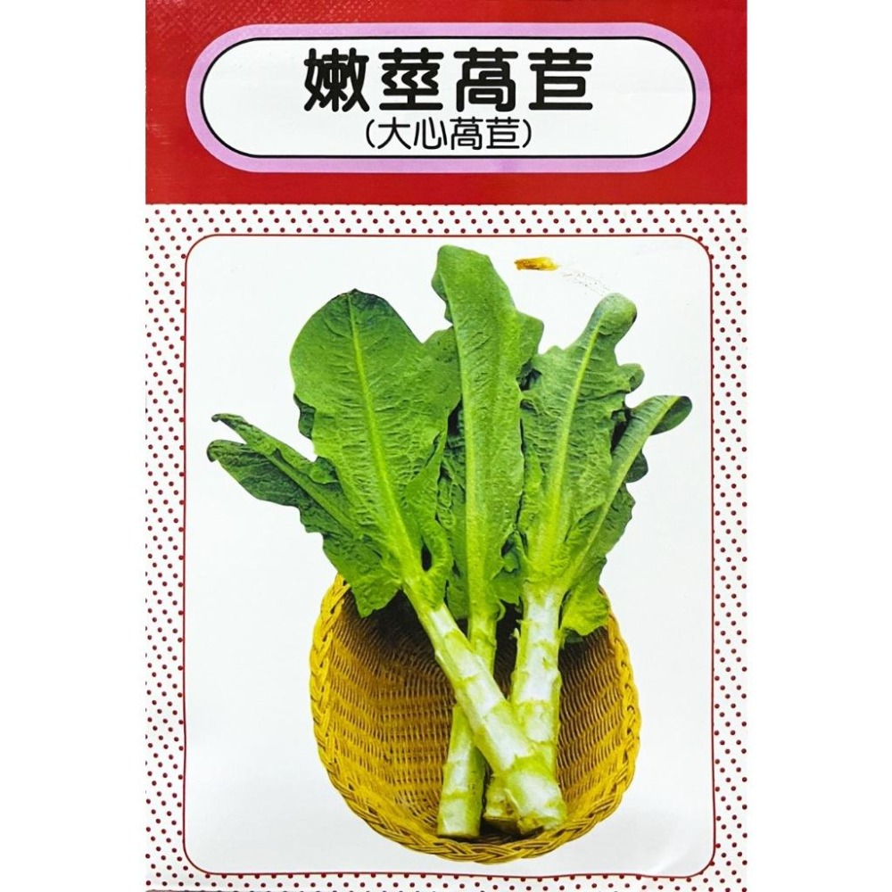 紅大心萵苣種子｜大心萵苣種子｜萵筍種子｜醃漬菜心的品種｜春夏種植｜蔬菜專業戶｜蔬菜種子｜園藝 ｜超高發芽率｜開心農場｜-細節圖4
