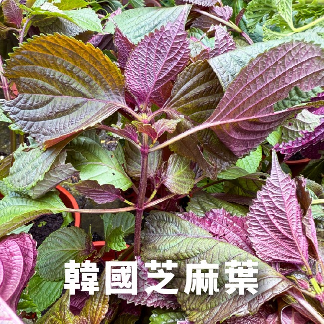 韓國芝麻葉種子｜適合韓式燒烤包肉、涼拌、煎餅｜營養蔬菜｜居家種植｜蔬菜專業戶｜蔬菜種子｜園藝 ｜超好發芽率｜開心農場-細節圖5