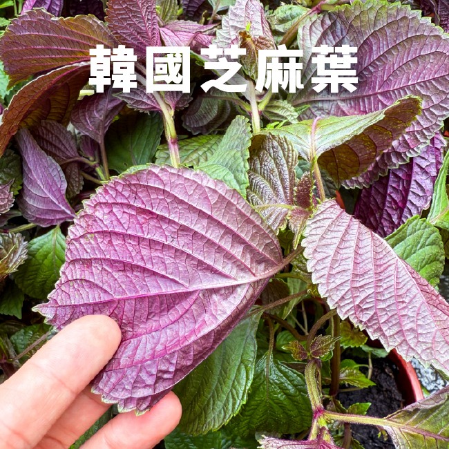 韓國芝麻葉種子｜適合韓式燒烤包肉、涼拌、煎餅｜營養蔬菜｜居家種植｜蔬菜專業戶｜蔬菜種子｜園藝 ｜超好發芽率｜開心農場-細節圖6