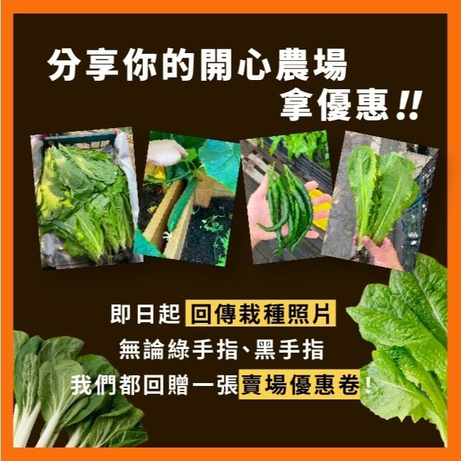 夏之味青江菜種子｜四分之一磅大包青江菜｜專業種植｜一代交配｜專業大包裝｜專業種植｜育苗賣菜｜青梗白菜｜專作戶｜蔬菜種子｜-細節圖8