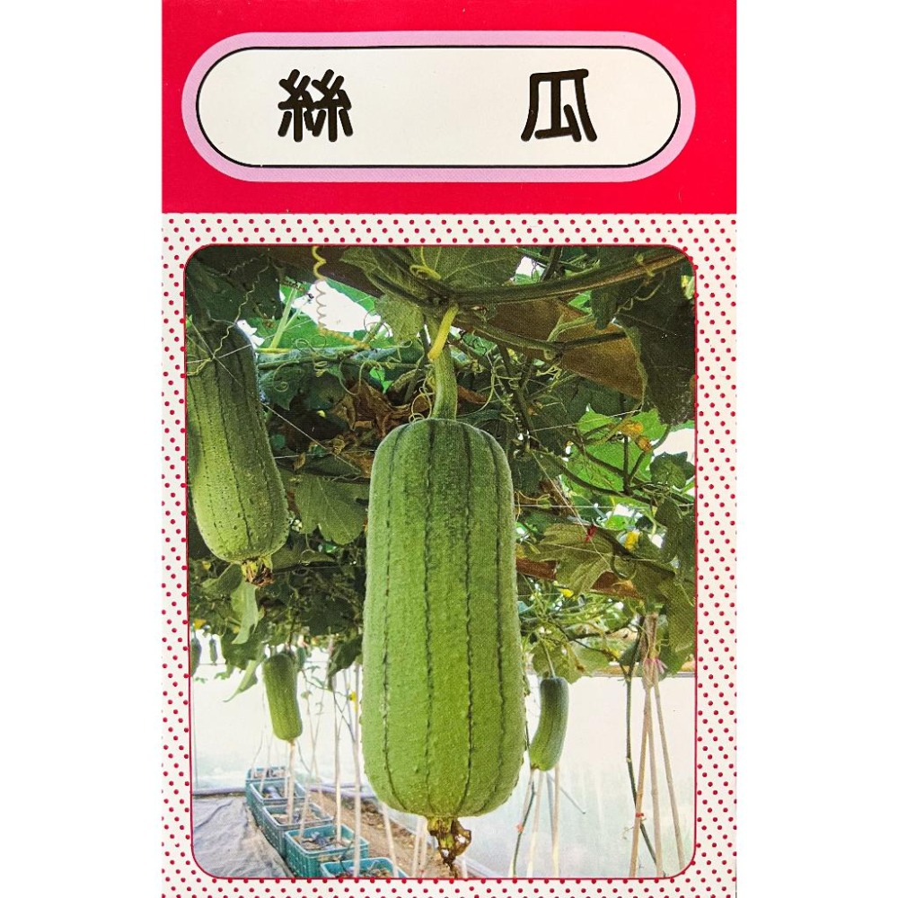 絲瓜種子｜絲瓜｜專業種子｜開心農場｜蔬菜種子｜園藝 ｜居家種植｜蔬菜專業戶｜超高發芽率-細節圖2