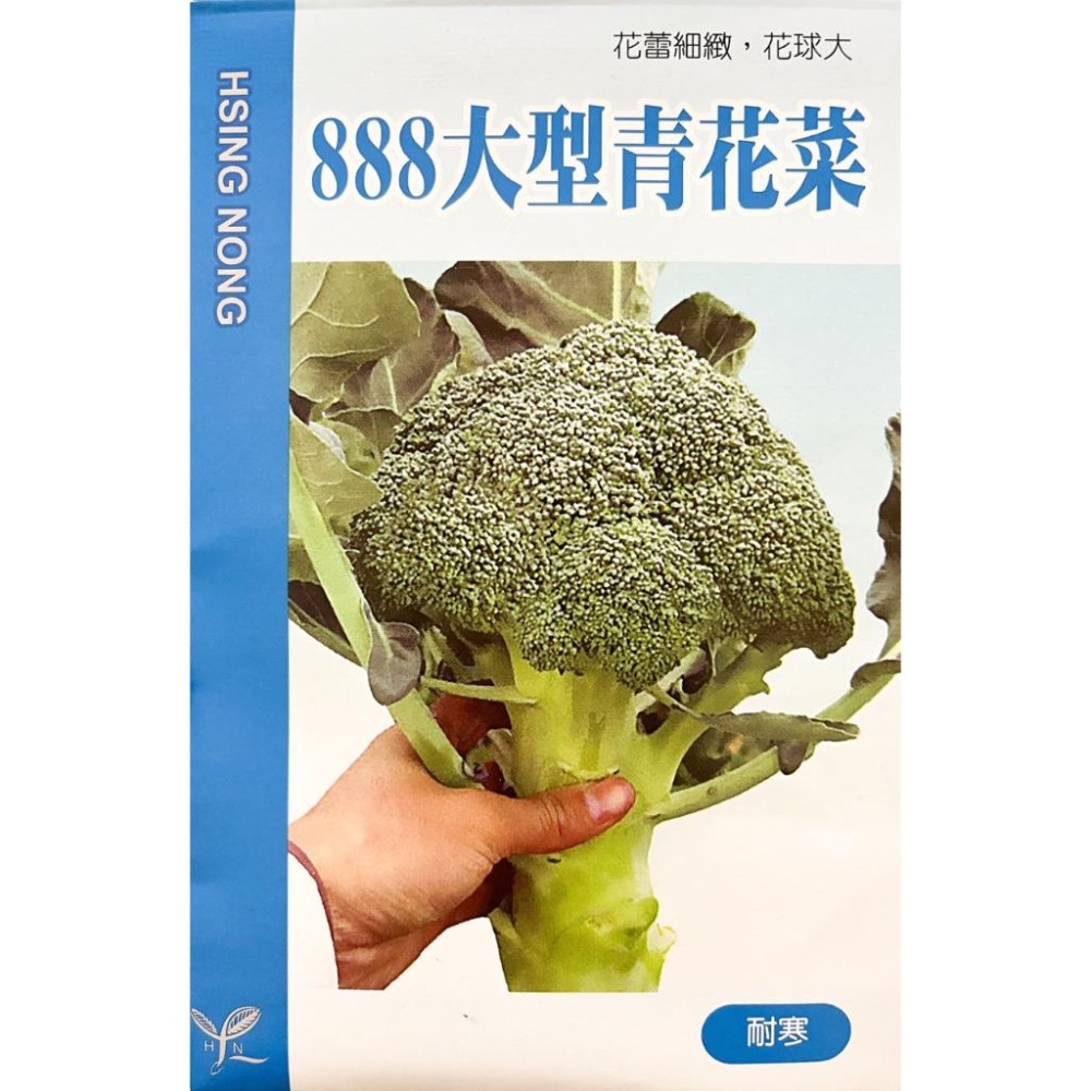 大青花菜種子｜65 天可採收｜大顆的品種｜小規模種植｜青菜｜開心農場｜新手入門款｜居家種植｜都市農耕｜蔬菜專業-細節圖2