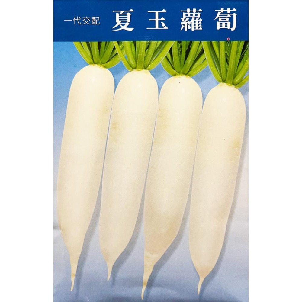 夏玉蘿蔔種子｜耐高溫耐濕｜約50~60天採收｜花後還可以採收｜日本蘿蔔｜專業蔬菜種植專用｜開心農場｜蔬菜專業戶｜蔬菜種子-細節圖2