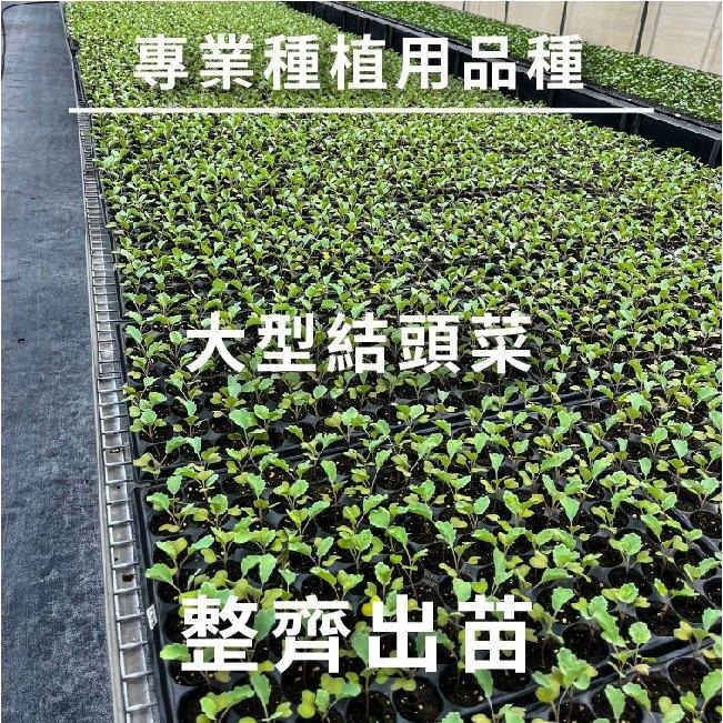 結頭菜種子｜中結頭｜大結頭｜70天採收｜秋冬栽種｜開心農場｜居家種植｜蔬菜專業戶｜蔬菜種子｜園藝 ｜超高發芽率｜-細節圖5