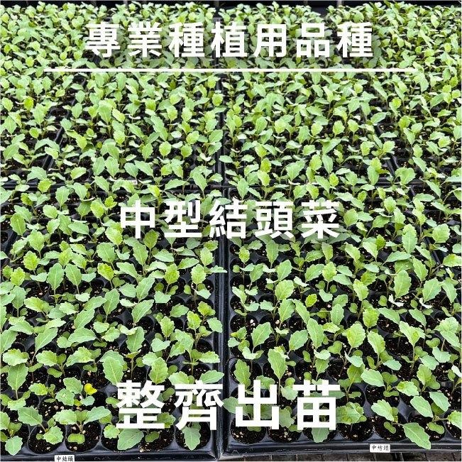 結頭菜種子｜中結頭｜大結頭｜70天採收｜秋冬栽種｜開心農場｜居家種植｜蔬菜專業戶｜蔬菜種子｜園藝 ｜超高發芽率｜-細節圖6