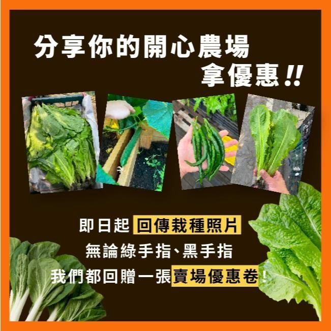 翠寶芥藍種子｜全年皆可種植｜蠔油芥蘭用｜港式茶餐廳名菜｜蔬菜專業戶｜蔬菜種子｜園藝 ｜都市農耕｜開心農場-細節圖7