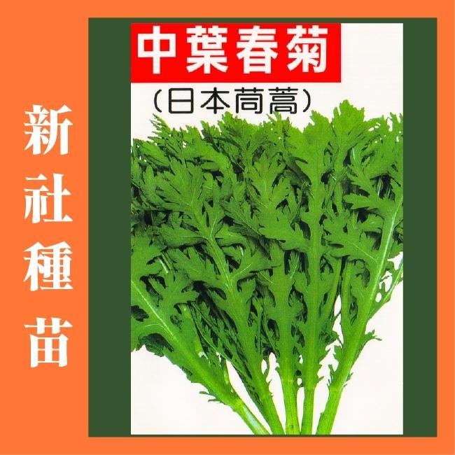 山茼蒿種子 | 日本茼蒿 | 中葉春菊｜開心農場｜新手入門款｜居家種植｜都市農耕｜蔬菜專業戶｜火鍋必備｜自己種更健康-細節圖2