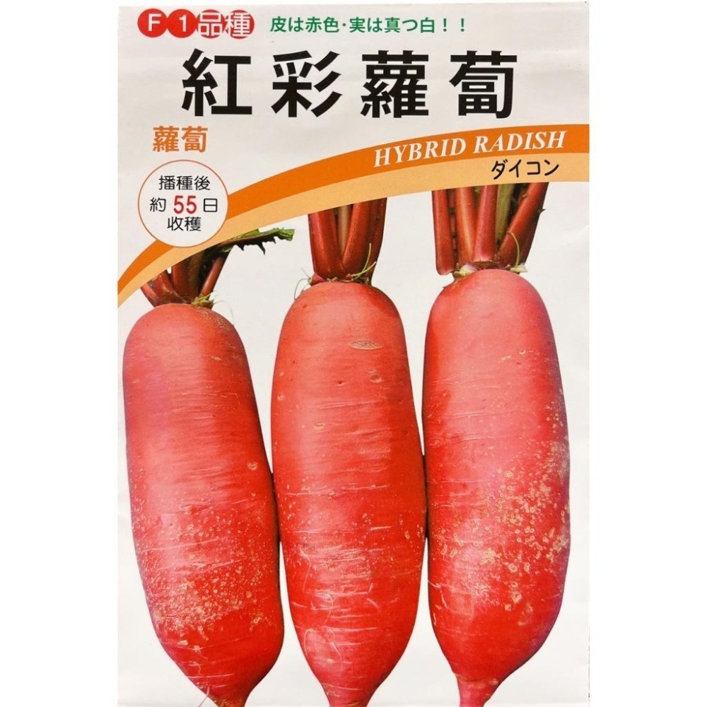 紅彩蘿蔔種子｜蘿蔔種子｜紅皮蘿蔔｜專業種植｜專業種植｜育苗賣菜｜青梗白菜｜專作戶｜蔬菜種子-細節圖2