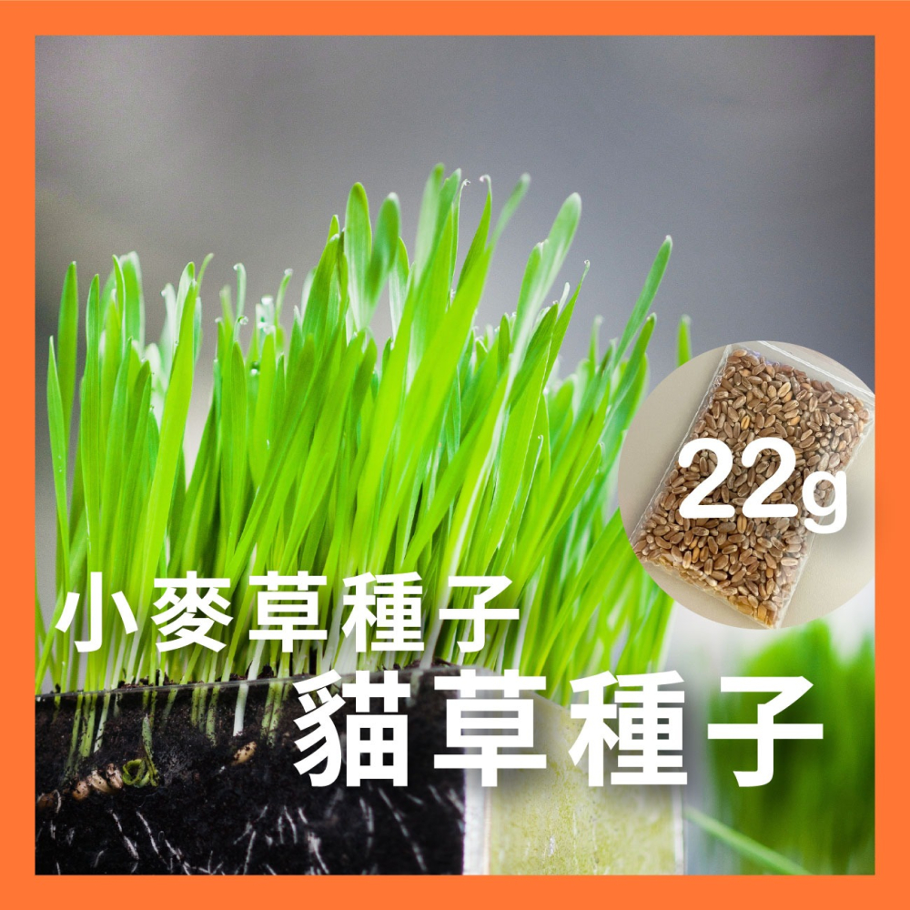 貓草組合盒｜一次三杯的份量｜7天採收｜貓草種子｜貓咪零食｜小麥草種子｜貓草種子｜化毛｜一週可食用｜多次採收｜健康好纖維-細節圖2