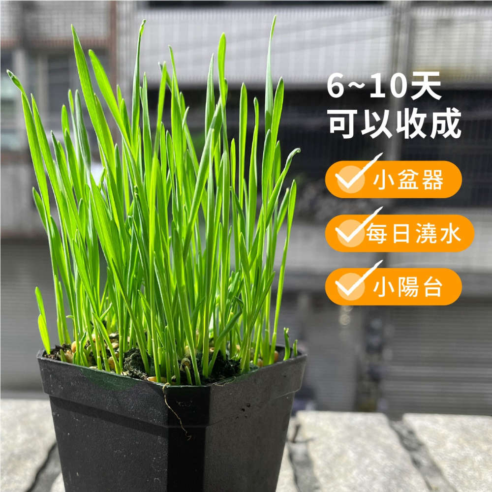 貓草組合盒｜一次三杯的份量｜7天採收｜貓草種子｜貓咪零食｜小麥草種子｜貓草種子｜化毛｜一週可食用｜多次採收｜健康好纖維-細節圖3