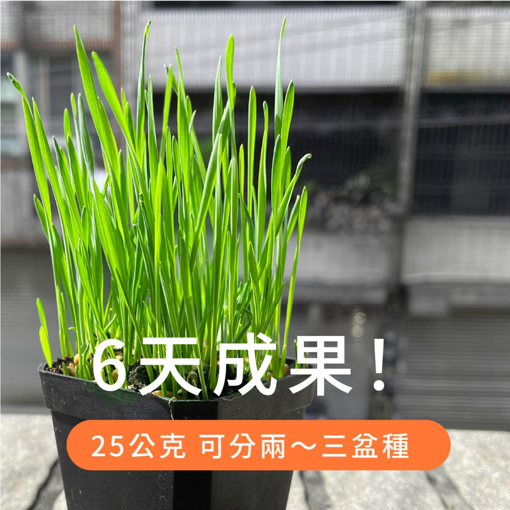 貓草組合盒｜一次三杯的份量｜7天採收｜貓草種子｜貓咪零食｜小麥草種子｜貓草種子｜化毛｜一週可食用｜多次採收｜健康好纖維-細節圖4