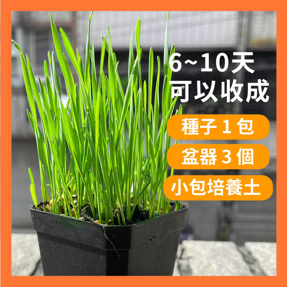 貓草組合盒｜一次三杯的份量｜7天採收｜貓草種子｜貓咪零食｜小麥草種子｜貓草種子｜化毛｜一週可食用｜多次採收｜健康好纖維-細節圖6