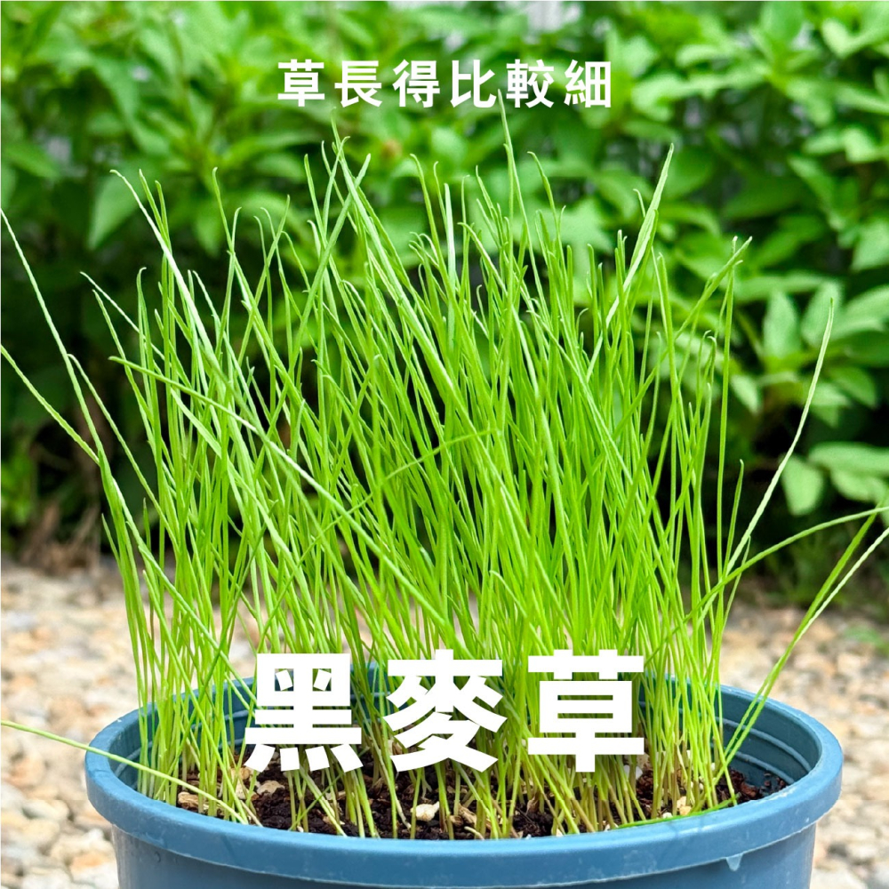 貓草組合盒｜一次三杯的份量｜7天採收｜貓草種子｜貓咪零食｜小麥草種子｜貓草種子｜化毛｜一週可食用｜多次採收｜健康好纖維-細節圖8
