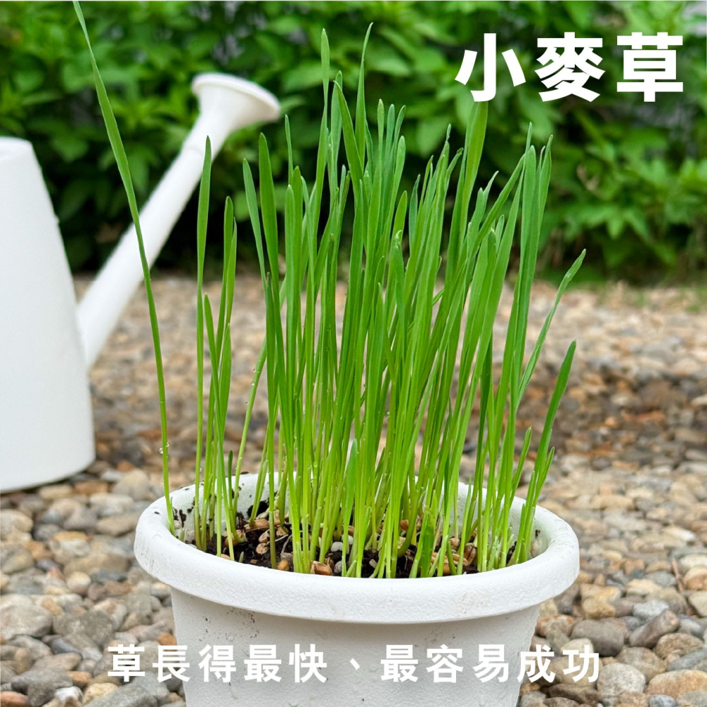 貓草組合盒｜一次三杯的份量｜7天採收｜貓草種子｜貓咪零食｜小麥草種子｜貓草種子｜化毛｜一週可食用｜多次採收｜健康好纖維-細節圖9