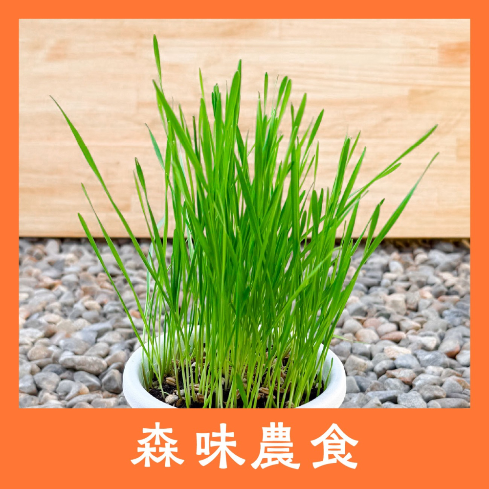 貓草組合盒｜一次三杯的份量｜7天採收｜貓草種子｜貓咪零食｜小麥草種子｜貓草種子｜化毛｜一週可食用｜多次採收｜健康好纖維-細節圖11