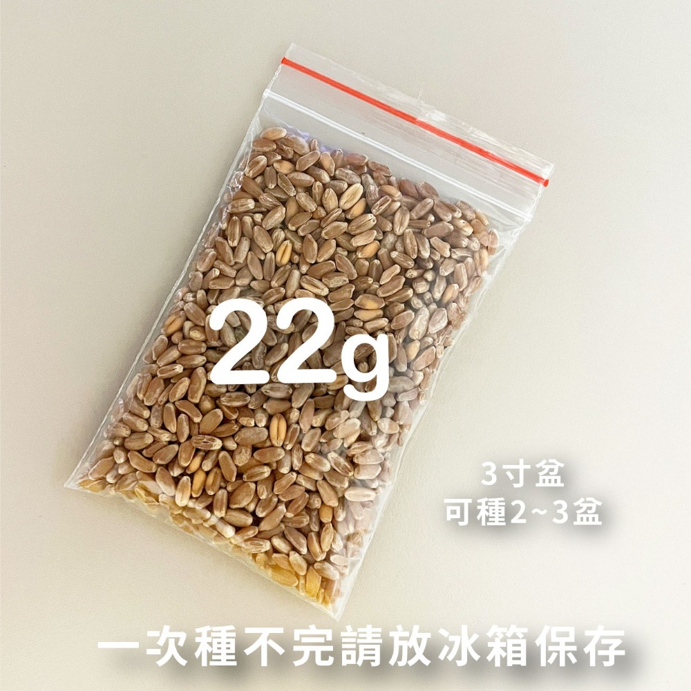貓草組合盒｜一次三杯的份量｜7天採收｜貓草種子｜貓咪零食｜小麥草種子｜貓草種子｜化毛｜一週可食用｜多次採收｜健康好纖維-規格圖11