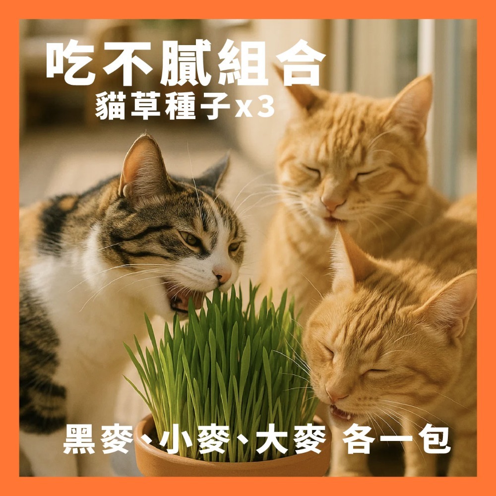 貓草組合盒｜一次三杯的份量｜7天採收｜貓草種子｜貓咪零食｜小麥草種子｜貓草種子｜化毛｜一週可食用｜多次採收｜健康好纖維-規格圖11