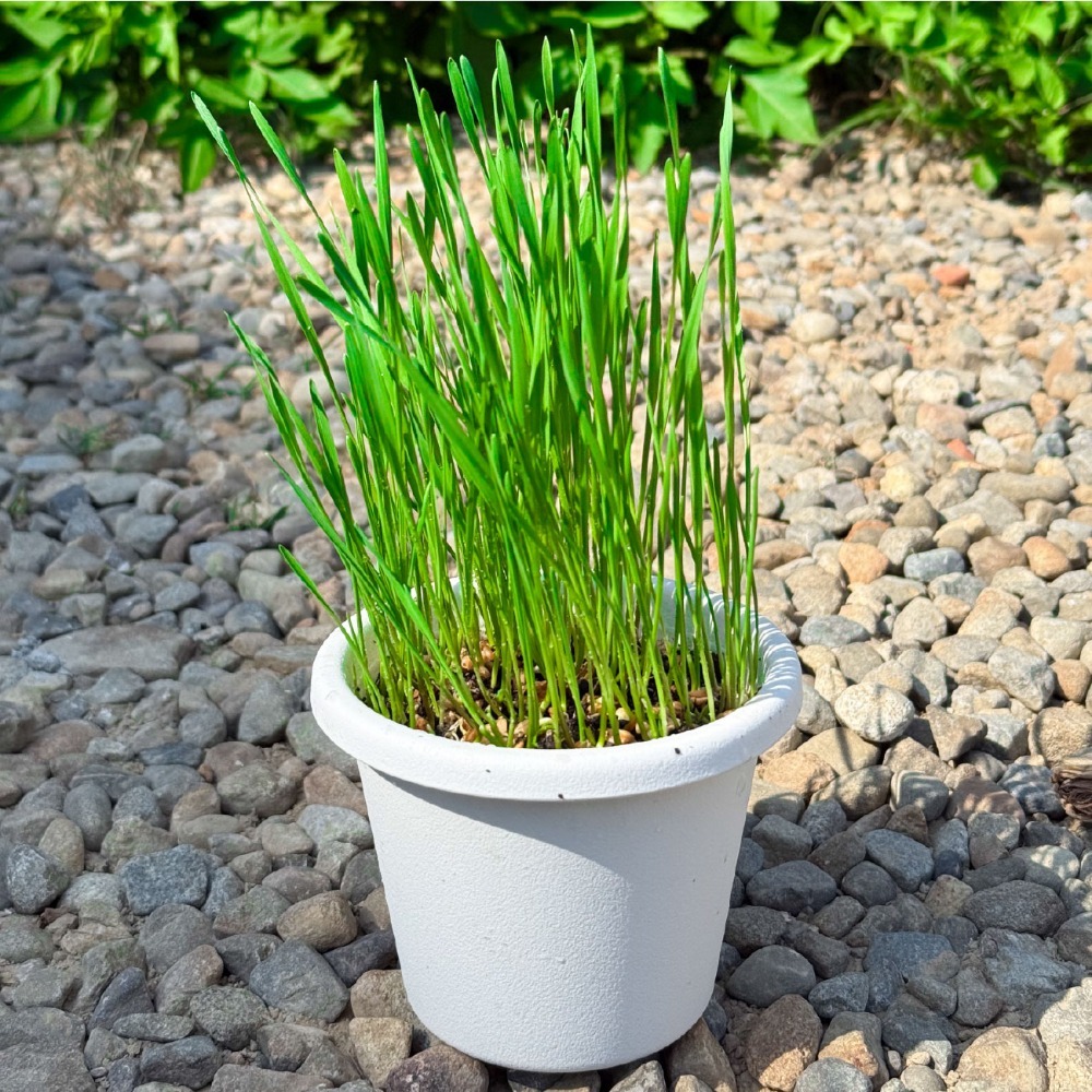 大麥草 25g【8包送1包】