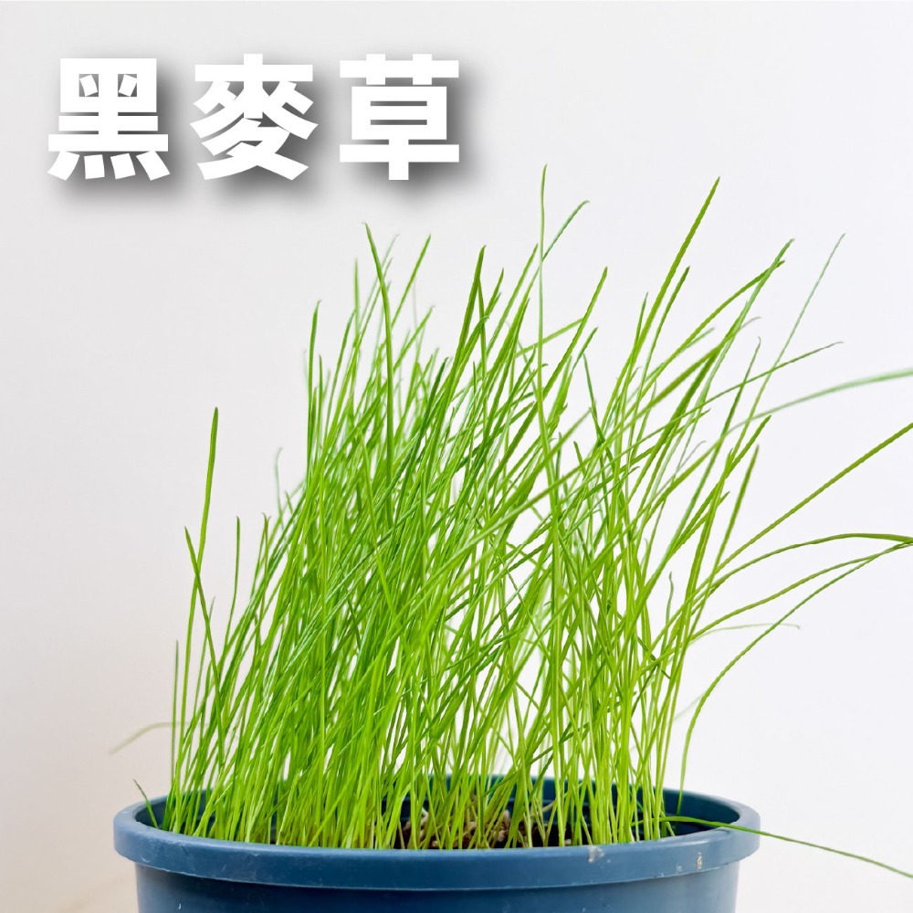 貓草組合盒｜一次三杯的份量｜7天採收｜貓草種子｜貓咪零食｜小麥草種子｜貓草種子｜化毛｜一週可食用｜多次採收｜健康好纖維-規格圖11