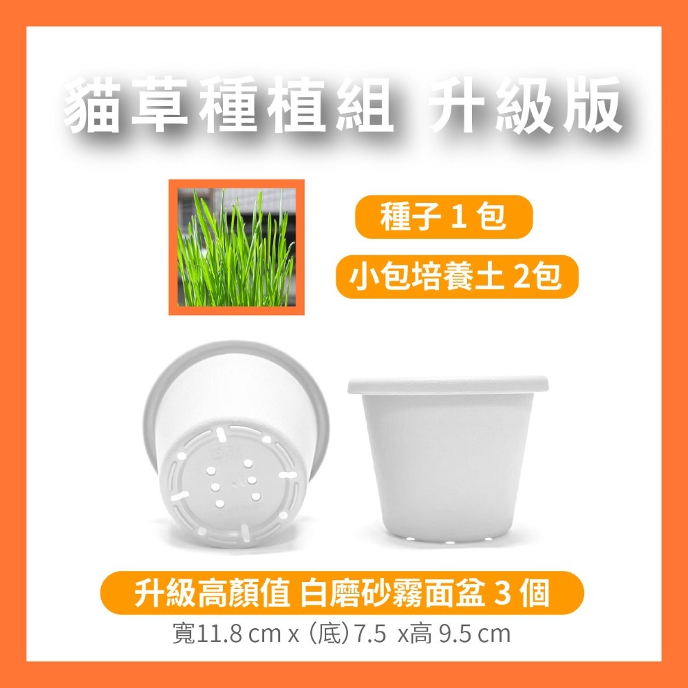 貓草 栽種組合（ 升級栽培盆）【白盆】