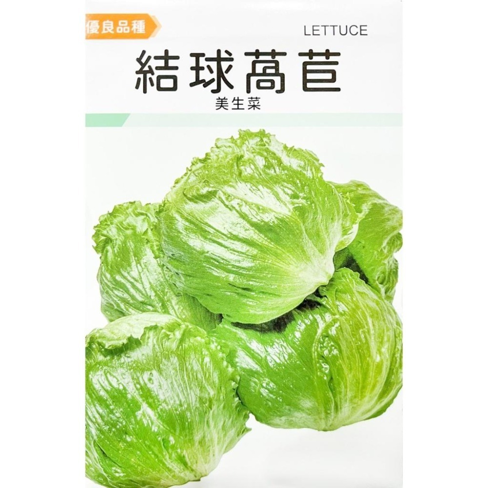 美生菜種子｜60天可採收｜結球萵苣、包心萵苣｜漢堡生菜｜三明治生菜｜日常好菜｜居家種植｜蔬菜種子｜園藝 ｜發芽率良好-細節圖3