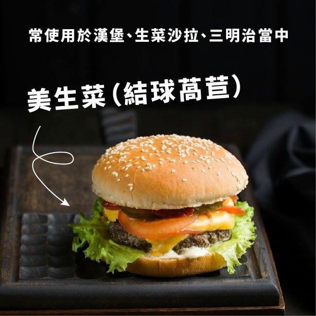 美生菜種子｜60天可採收｜結球萵苣、包心萵苣｜漢堡生菜｜三明治生菜｜日常好菜｜居家種植｜蔬菜種子｜園藝 ｜發芽率良好-細節圖5