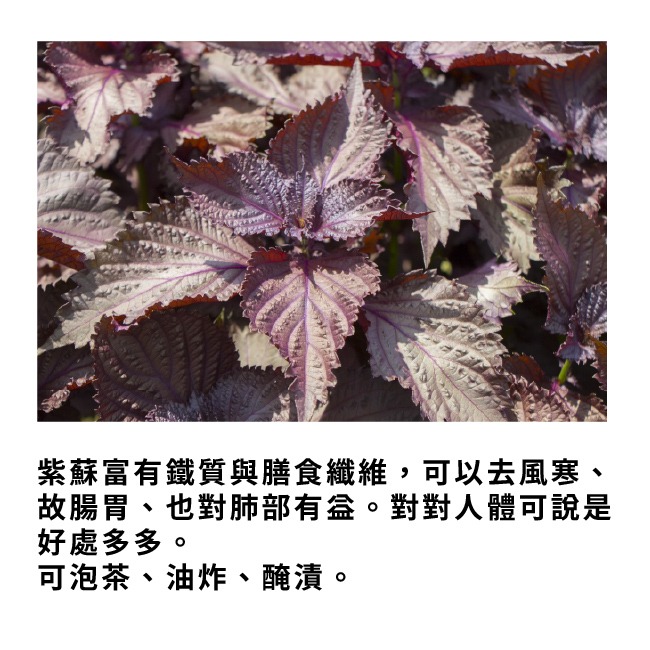 紫蘇種子｜紫蘇梅自己種｜自己栽培｜健康蔬菜栽培｜蔬菜種子｜健康生活｜開心農場｜居家種植｜陽台菜園｜廚房香草栽種｜-細節圖3