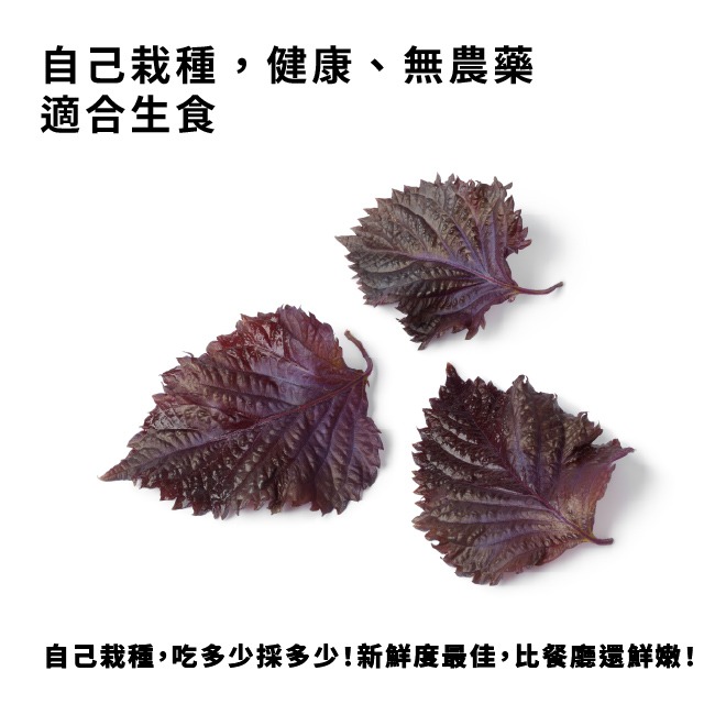 紫蘇種子｜紫蘇梅自己種｜自己栽培｜健康蔬菜栽培｜蔬菜種子｜健康生活｜開心農場｜居家種植｜陽台菜園｜廚房香草栽種｜-細節圖6