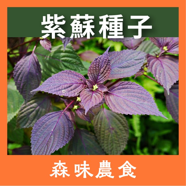 紫蘇種子｜紫蘇梅自己種｜自己栽培｜健康蔬菜栽培｜蔬菜種子｜健康生活｜開心農場｜居家種植｜陽台菜園｜廚房香草栽種｜-規格圖7