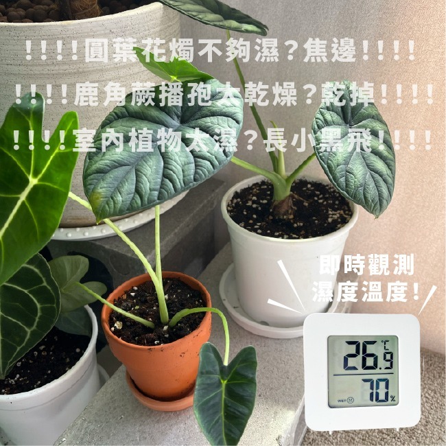 溫溼度計｜濕度檢測｜溫度檢測｜溫室溫溼度｜即時檢測｜溫度計｜園藝濕度｜溫室溫度｜溫室濕度｜可站立｜可黏在牆上-細節圖3