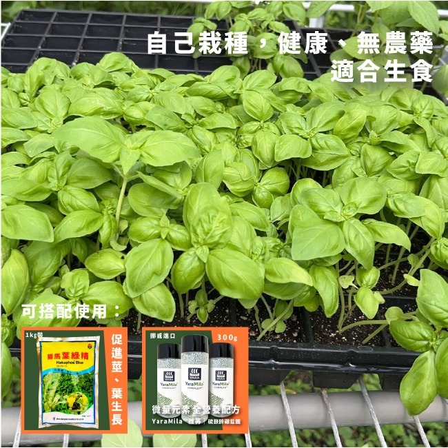 羅勒種子｜甜羅勒種子｜檸檬羅勒種子｜香草種子｜把義大利搬進陽台｜簡單種植｜蔬菜種子｜可陽台種植｜小陽台種植-細節圖2