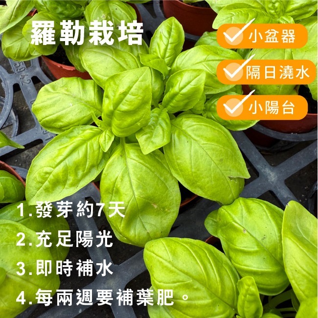 羅勒種子｜甜羅勒種子｜檸檬羅勒種子｜香草種子｜把義大利搬進陽台｜簡單種植｜蔬菜種子｜可陽台種植｜小陽台種植-細節圖3