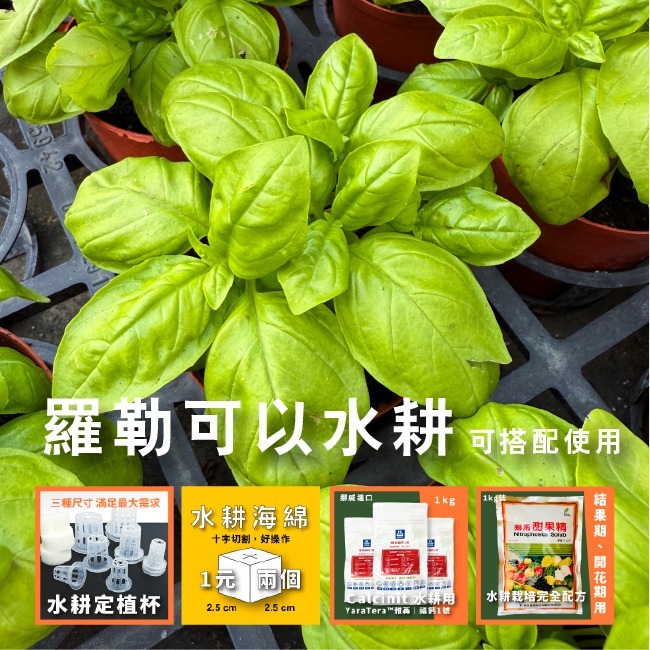 羅勒種子｜甜羅勒種子｜檸檬羅勒種子｜香草種子｜把義大利搬進陽台｜簡單種植｜蔬菜種子｜可陽台種植｜小陽台種植-細節圖4