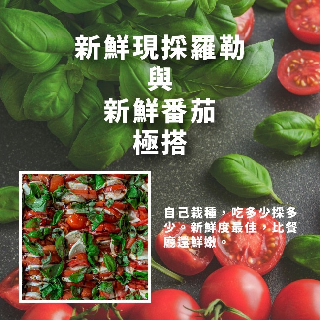 羅勒種子｜甜羅勒種子｜檸檬羅勒種子｜香草種子｜把義大利搬進陽台｜簡單種植｜蔬菜種子｜可陽台種植｜小陽台種植-細節圖5