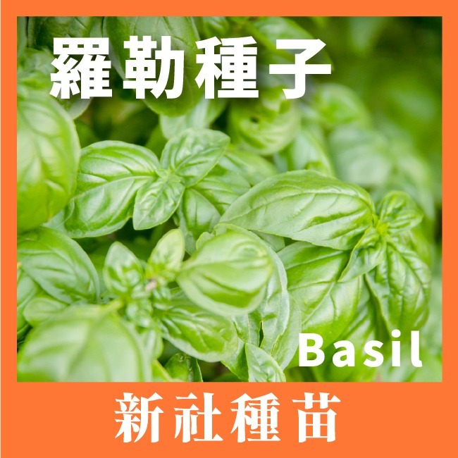 項 羅勒 一包【 買5送1 】