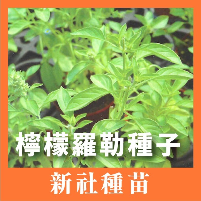 羅勒種子｜甜羅勒種子｜檸檬羅勒種子｜香草種子｜把義大利搬進陽台｜簡單種植｜蔬菜種子｜可陽台種植｜小陽台種植-規格圖8