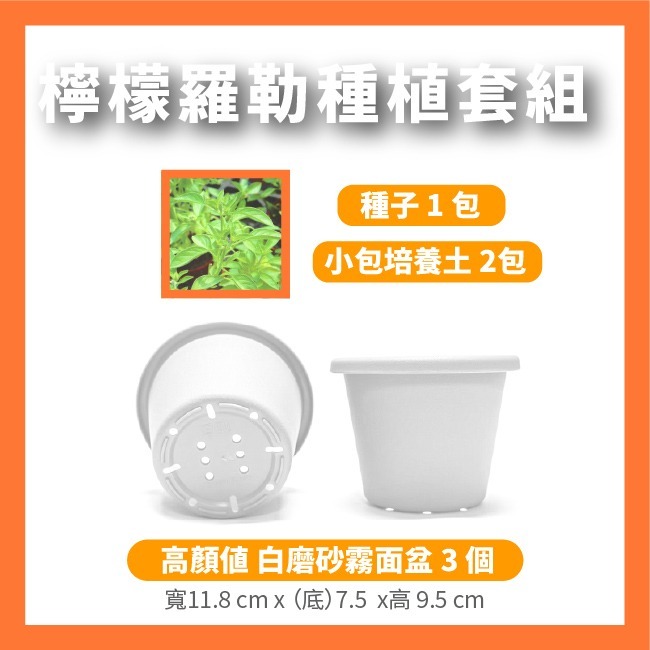 檸檬羅勒 栽種組 一組 升級霧白色栽培盆