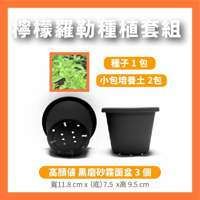 檸檬羅勒 栽種組 一組 升級霧黑色栽培盆